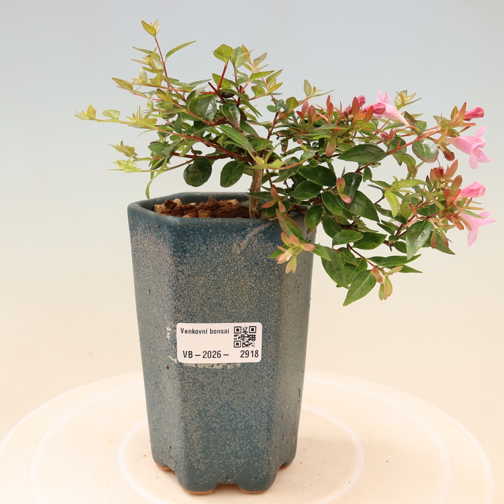Kültéri bonsai – Abelia Edward Goucher – Nagyvirágú abélia