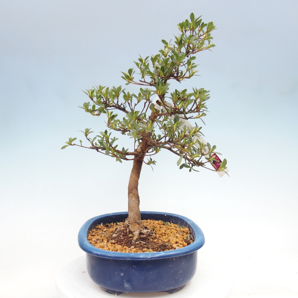 Kültéri bonsai - Japán azálea - Azalea MURASAKI