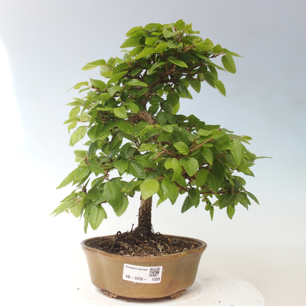 Kültéri bonsai -Carpinus CARPINOIDES - Koreai gyertyánfa