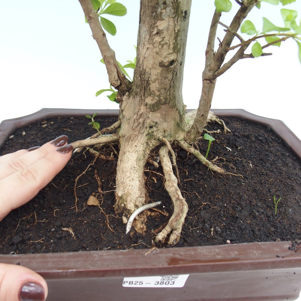 Szobai bonsai - Duranta erecta Aurea