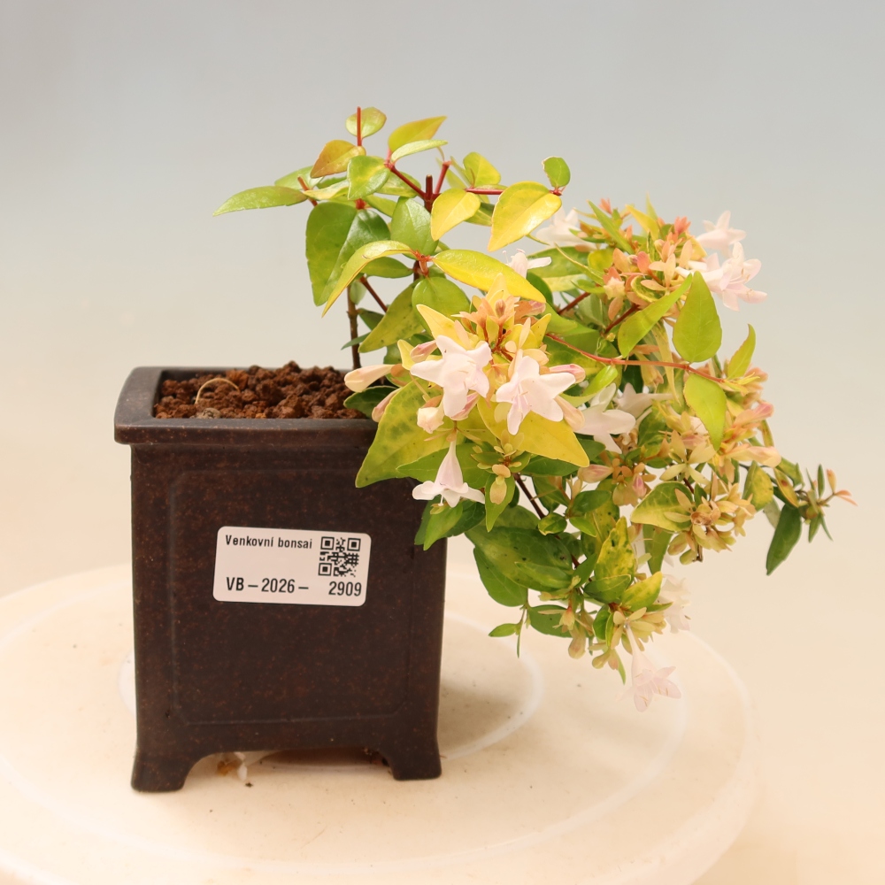 Kültéri bonsai – Abelia gr. Kleidoscope – Nagyvirágú abélia