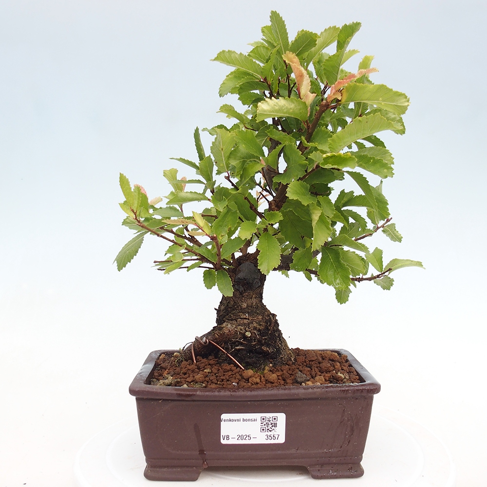 Kültéri bonsai - Zelkova - Zelkova NIRE