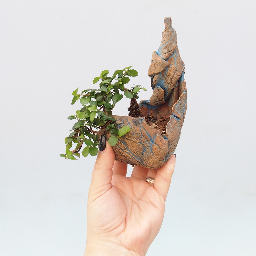 Szobai bonsai - Grewia sp. - Grewia malafolia