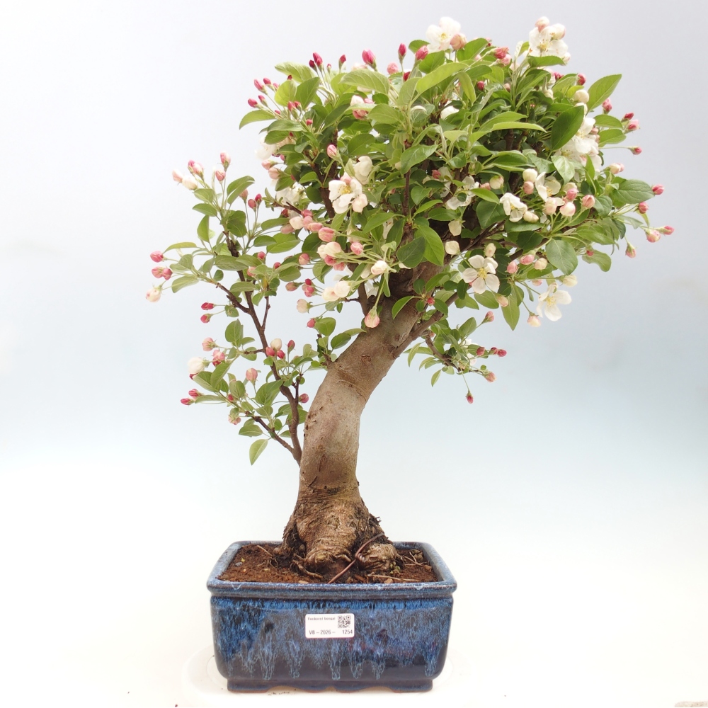 Kültéri bonsai -Malus halliana - Kis gyümölcsű almafa
