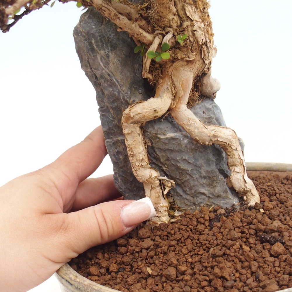 Kültéri bonsai - Berberis coreana