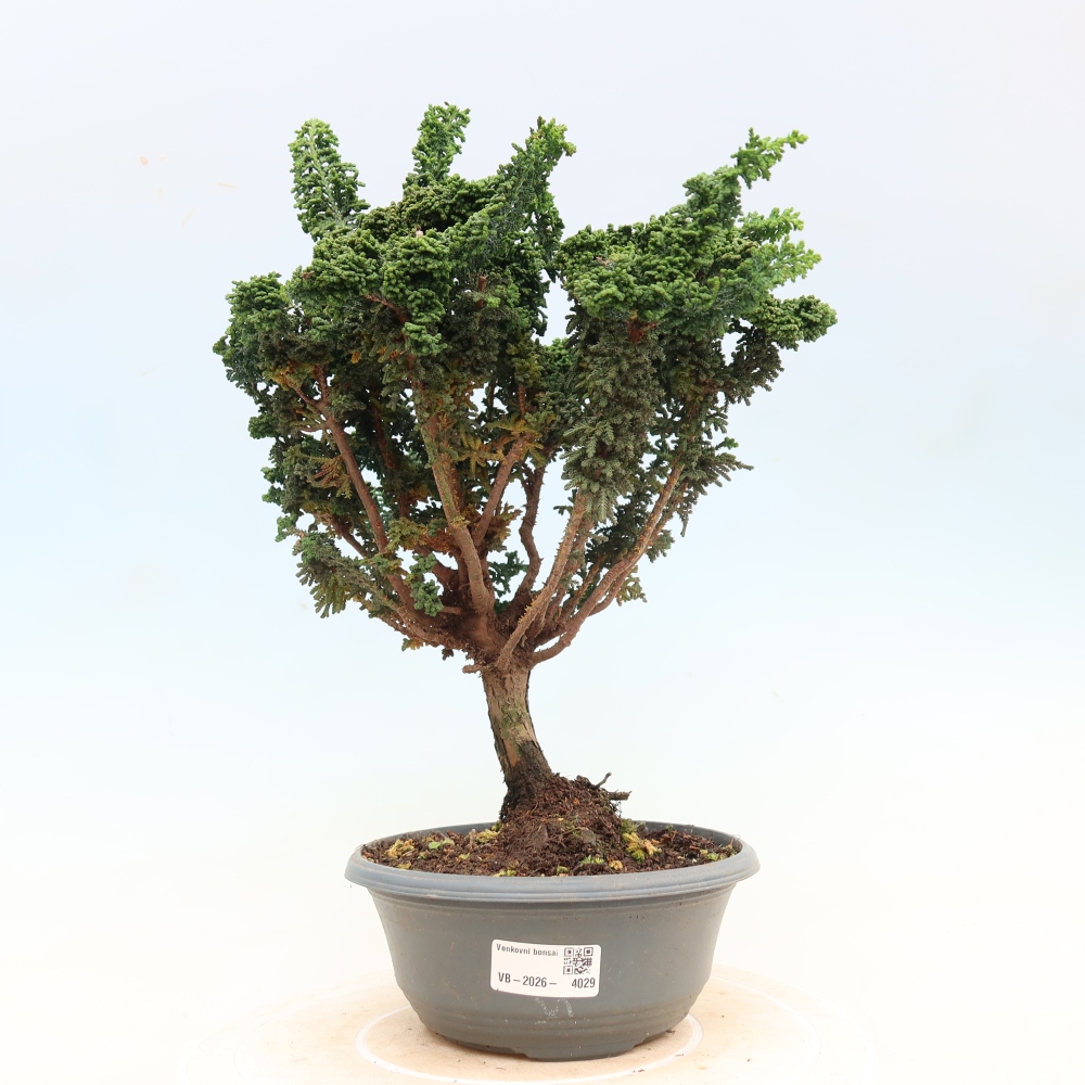 Kültéri bonsai - Cham. obtusa SEKKA HINOKI - Cifra ciprus