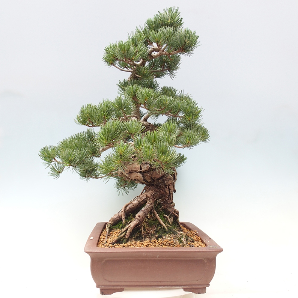Kültéri bonsai - Pinus parviflora - Pinus parviflora