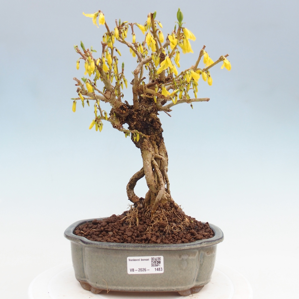 Kültéri bonsai - Zlatice - Forsythia koreana
