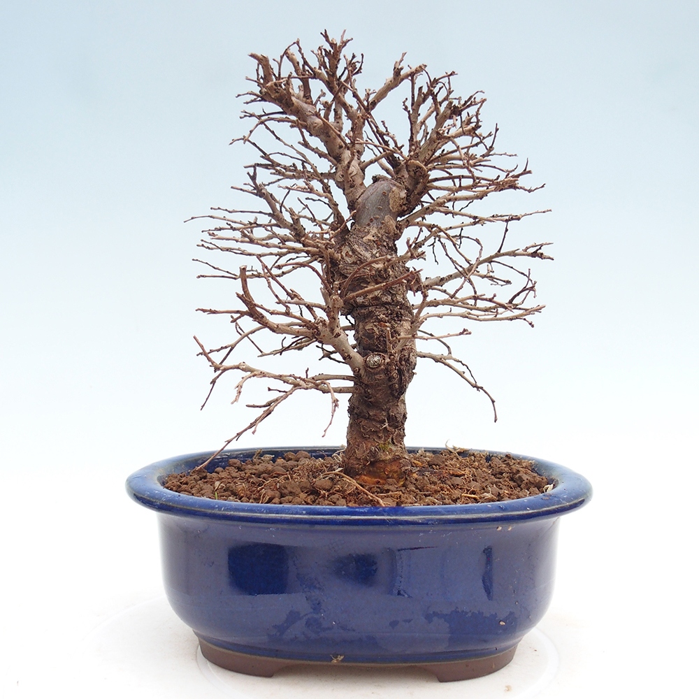 Kültéri bonsai - Zelkova - Zelkova NIRE
