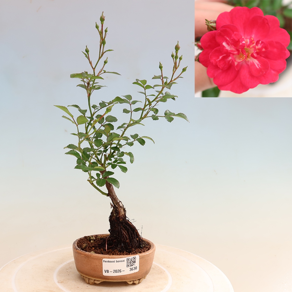 Kültéri bonsai - Rosa Kordes - rózsa
