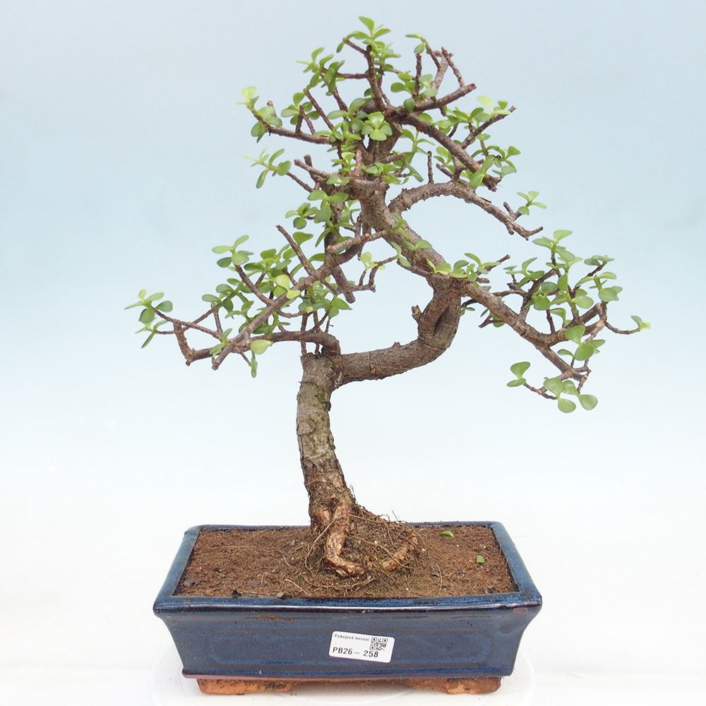 Szoba bonsai - Portulakaria Afra - Tlustice