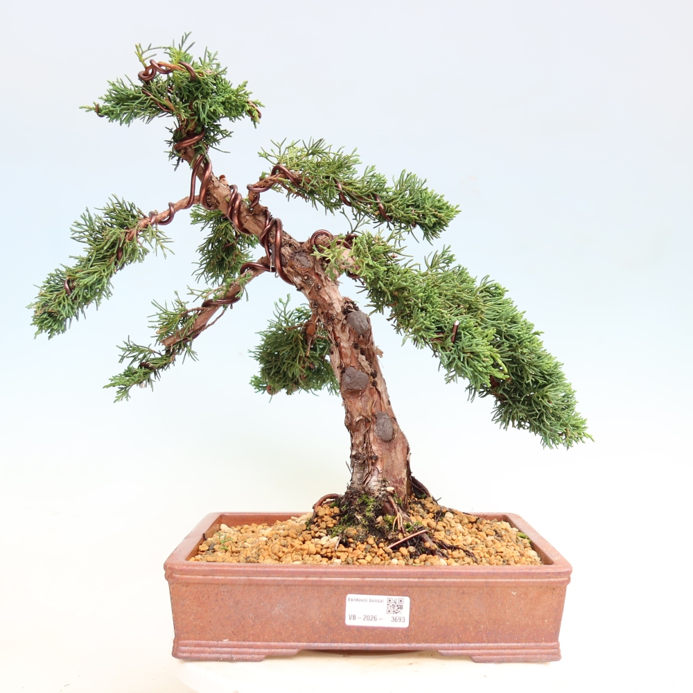 Kültéri bonsai - Juniperus chinensis Kishu