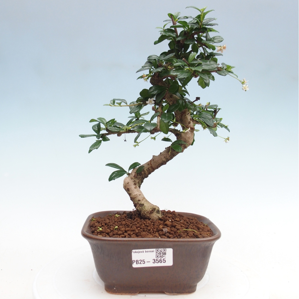 Szobai bonsai - Carmona macrophylla - Tea fuki
