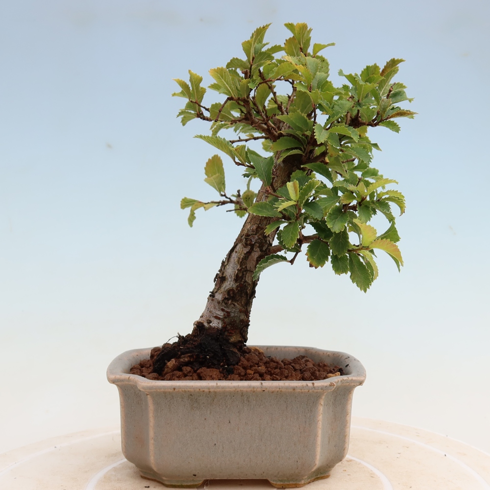 Kültéri bonsai - Zelkova - Zelkova NIRE