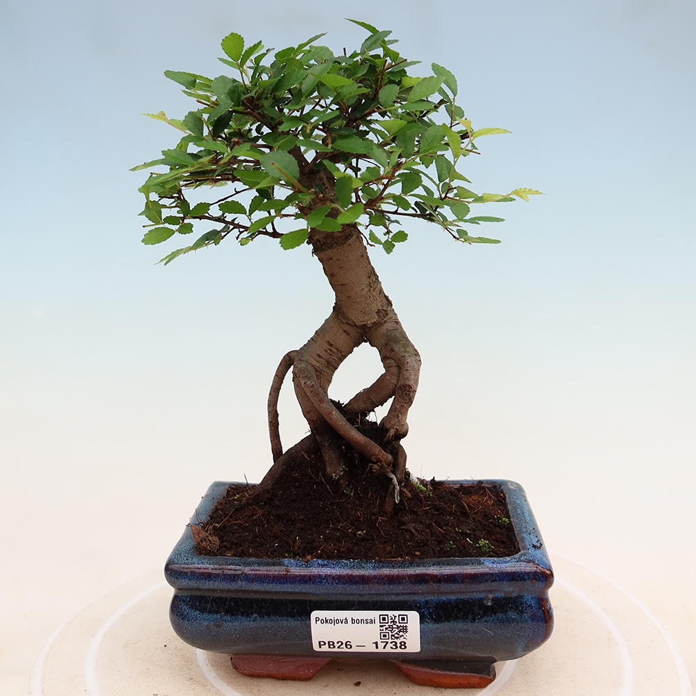Szobai bonsai - Ulmus parvifolia - Kislevelű szilfa