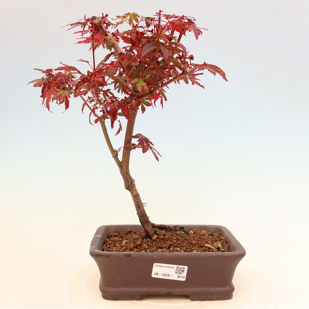 Kültéri bonsai – tenyérlevelű juhar – Acer palmatum Berry Broom 