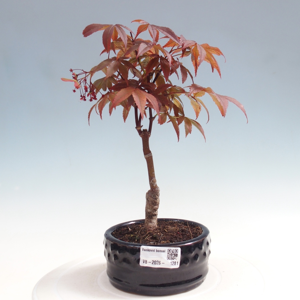 Kültéri bonsai - Acer pálma. Atropurpureum-Javor palmate