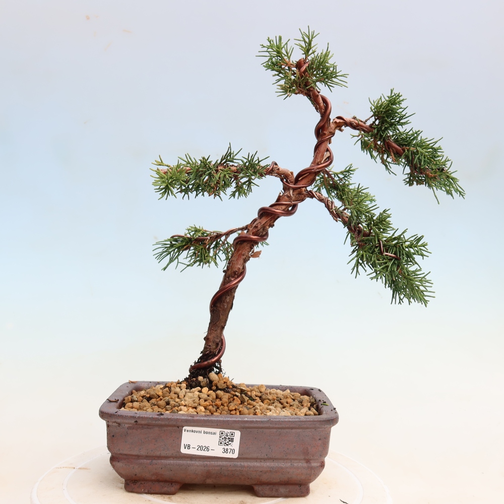 Kültéri bonsai - Juniperus chinensis Kishu