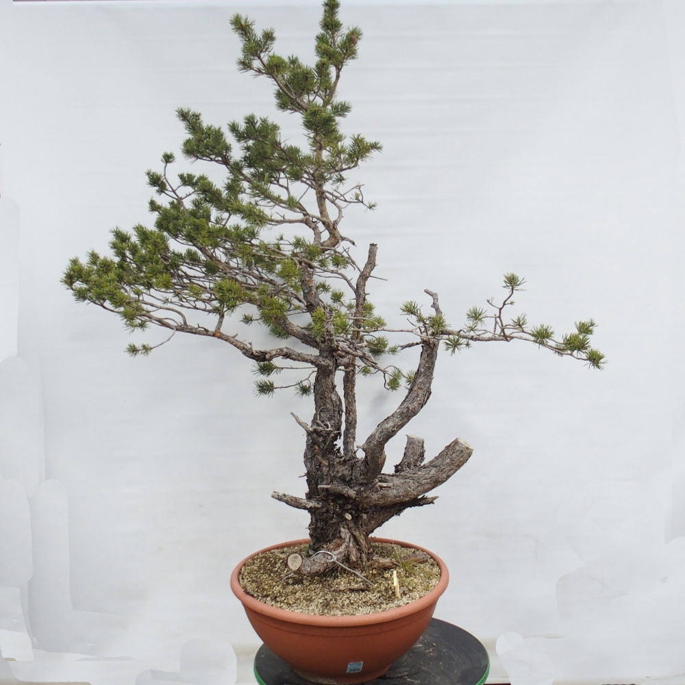 Yamadori - Pinus sylvestris Spanyolország