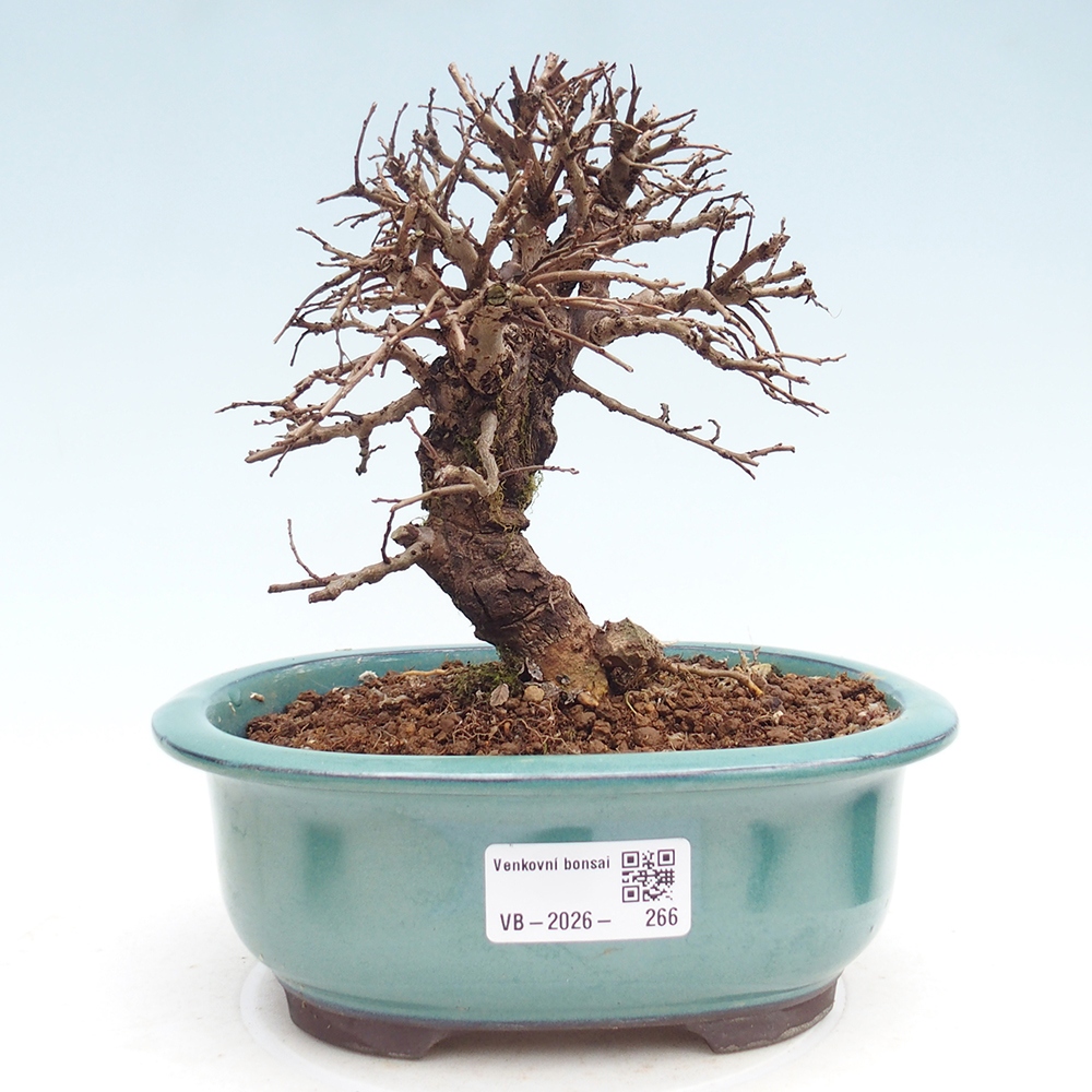 Kültéri bonsai - Zelkova - Zelkova NIRE