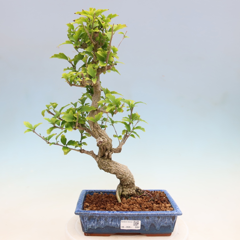 Kültéri bonsai – Hibiscus syriacus – szíriai ibiskusz