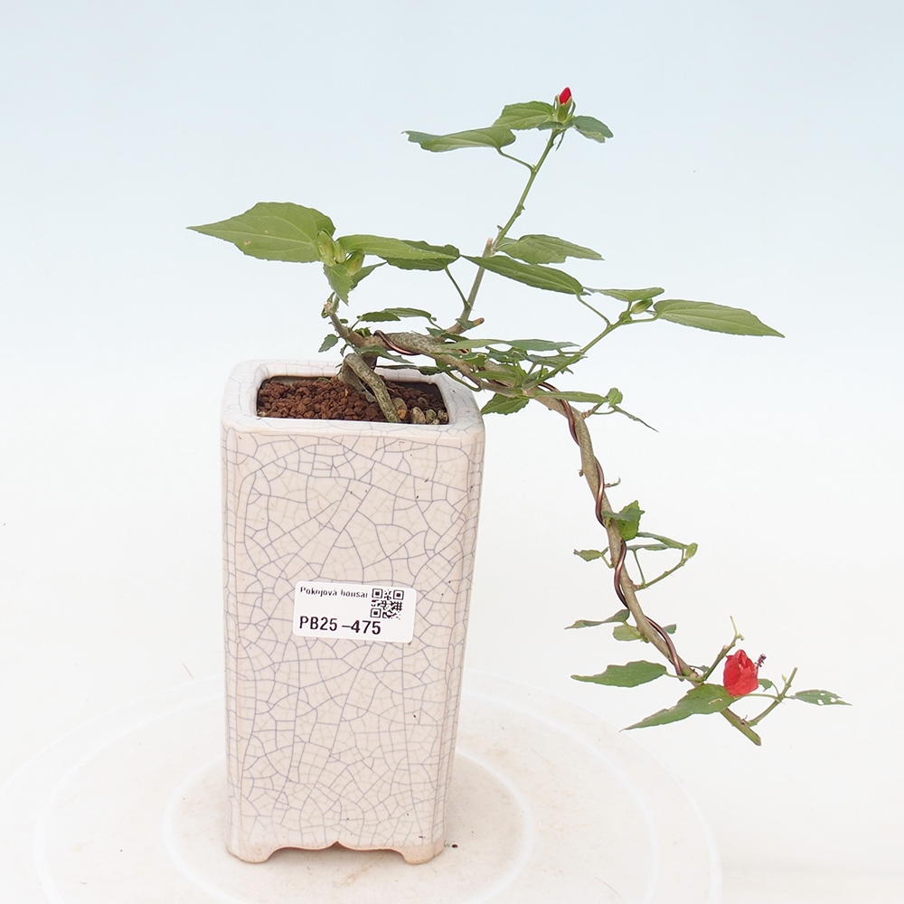 Beltéri bonsai - Malvaviscus arboreus