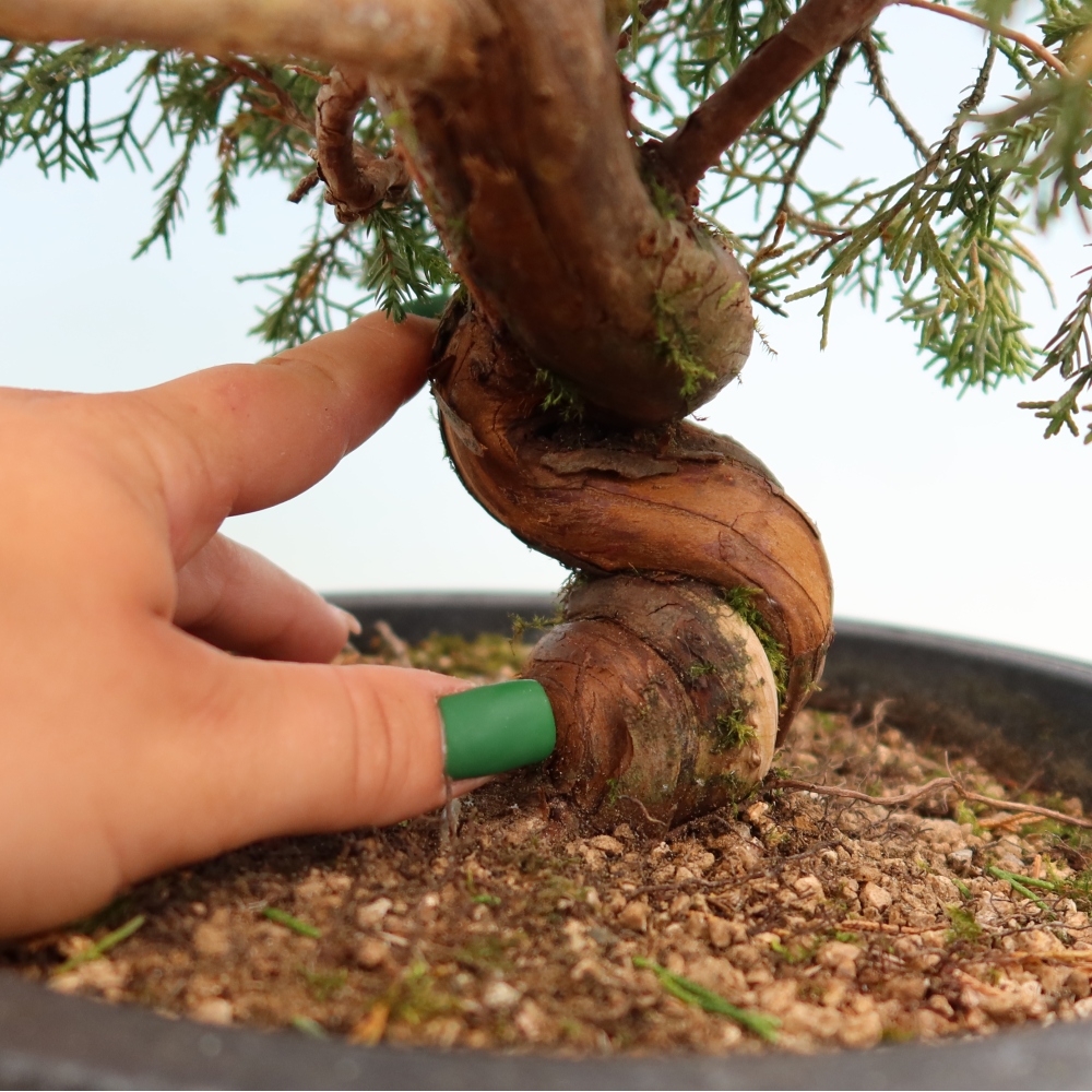 Kültéri bonsai - Juniperus chinensis Itoigawa-Juniperus chinensis