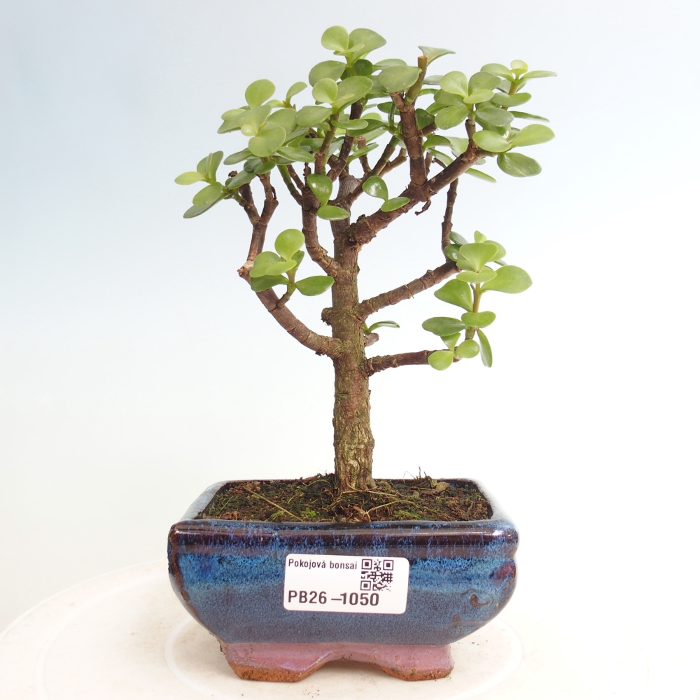 Szoba bonsai - Portulakaria Afra - Tlustice