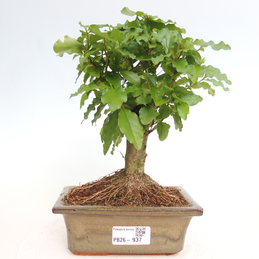Szobai bonsai -Ligustrum chinensis - Madárcsőr