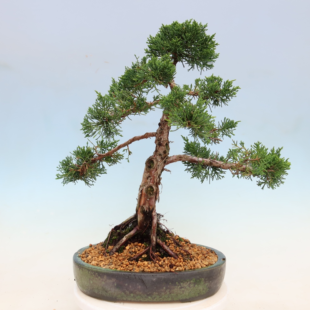 Kültéri bonsai - Juniperus chinensis Kishu
