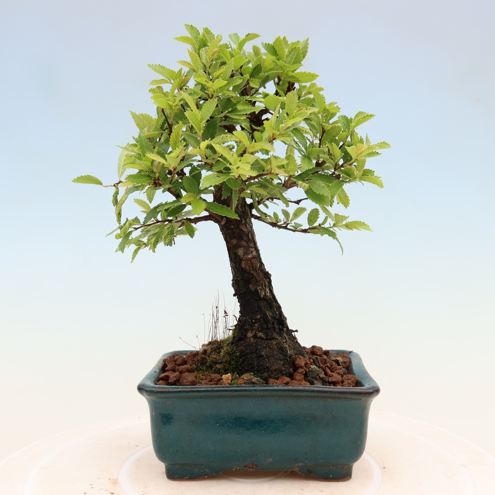 Kültéri bonsai - Zelkova - Zelkova NIRE