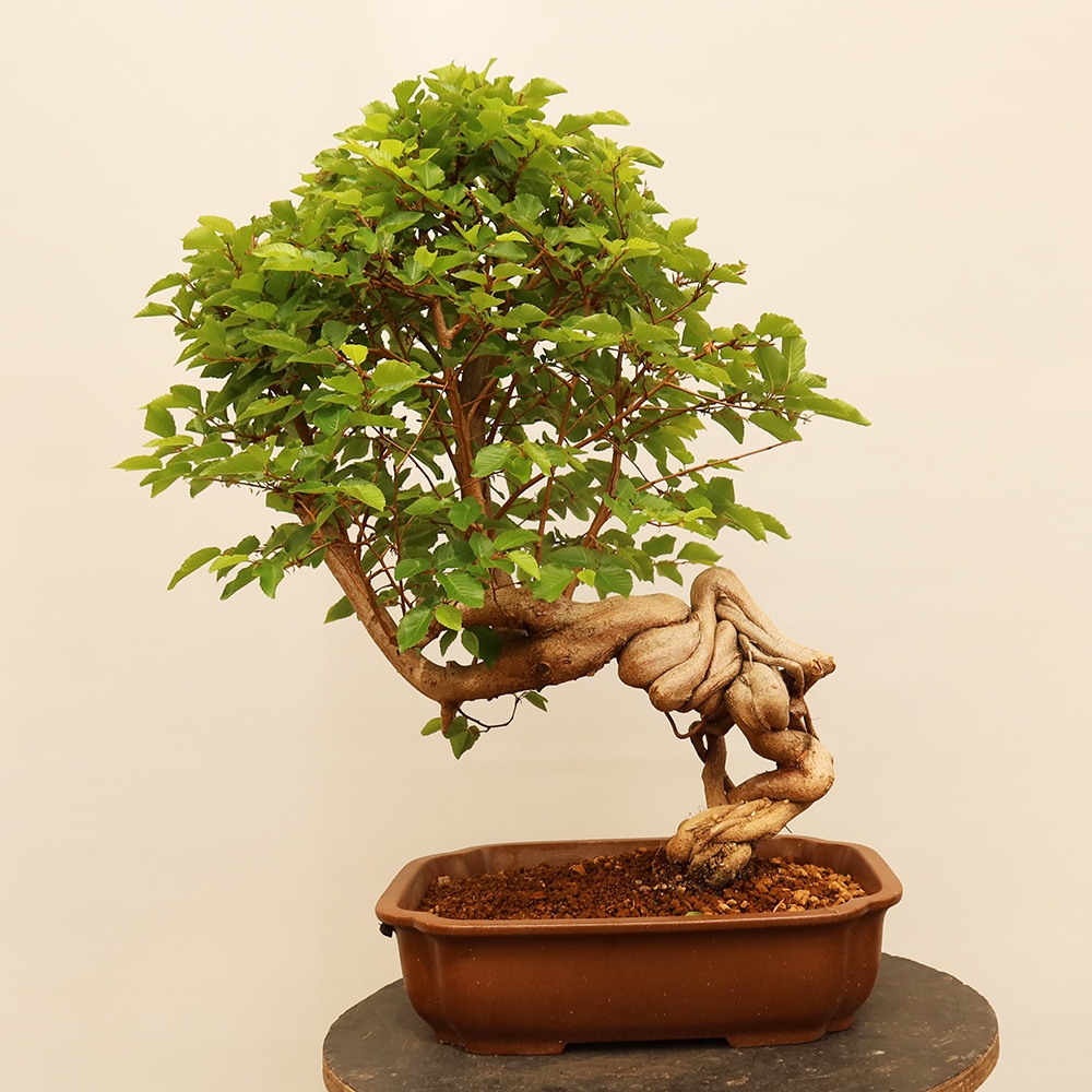 Kültéri bonsai -Carpinus Coreana - Koreai gyertyánfa