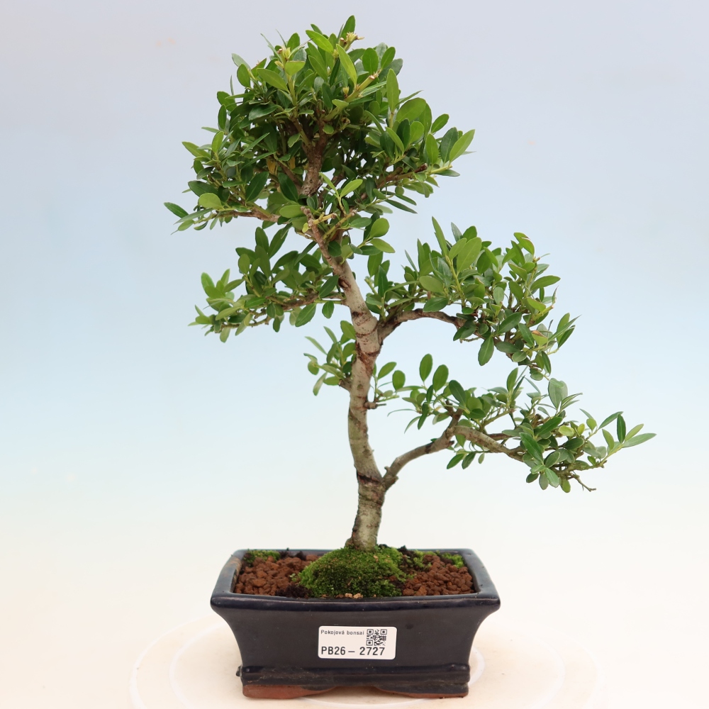 Szobai bonsai - Ilex crenata - Holly