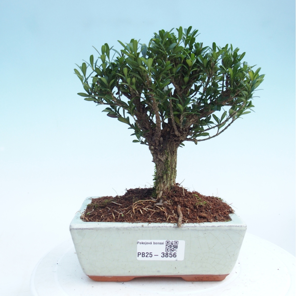 Szobai bonsai - Buxus harlandii - parafa buxus