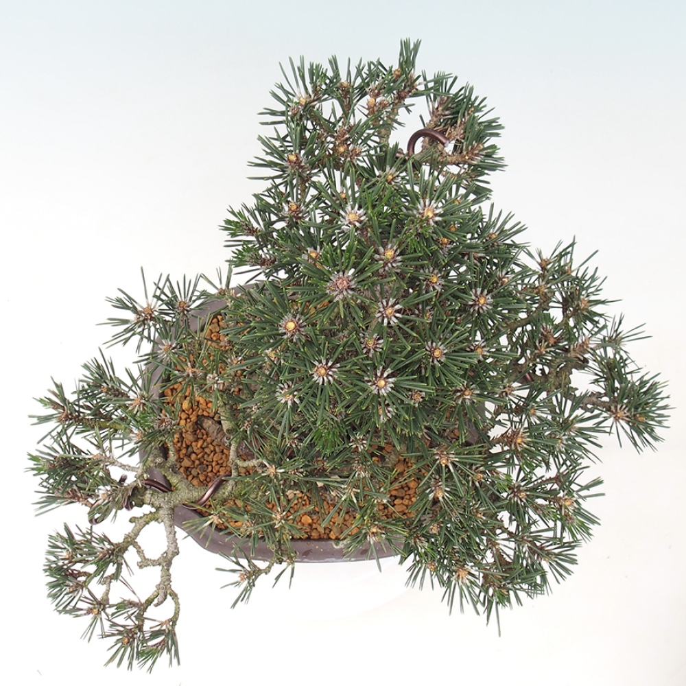 Kültéri bonsai - Pinus thunbergii Kotobuki - Thunberg fenyő