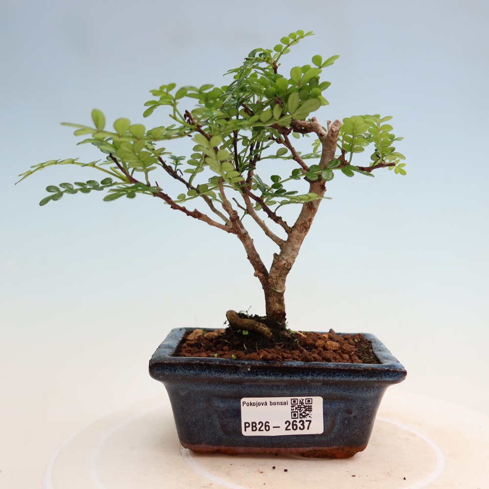 Szobai bonsai - Zantoxylum piperitum - borsfa