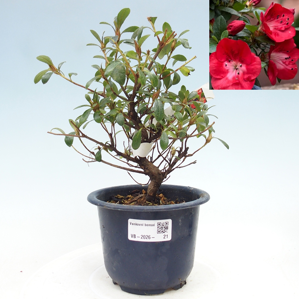 Kültéri bonsai - Japán azálea - Azalea Benibeni