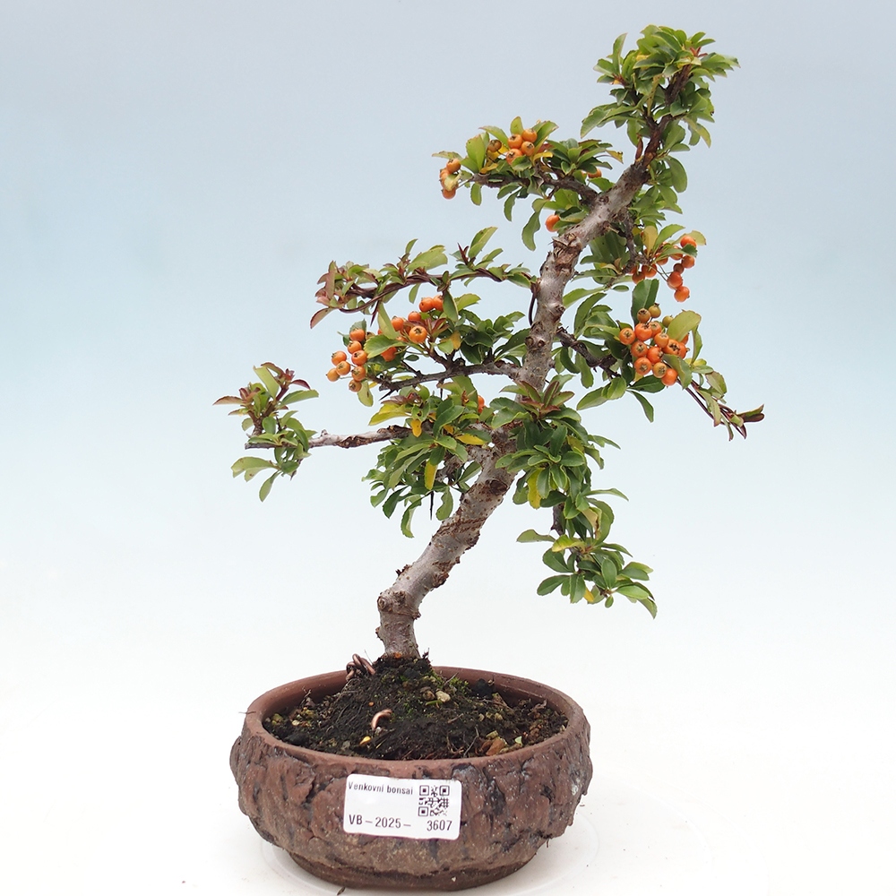 Kültéri bonsai-Pyracantha Teton - Hlox