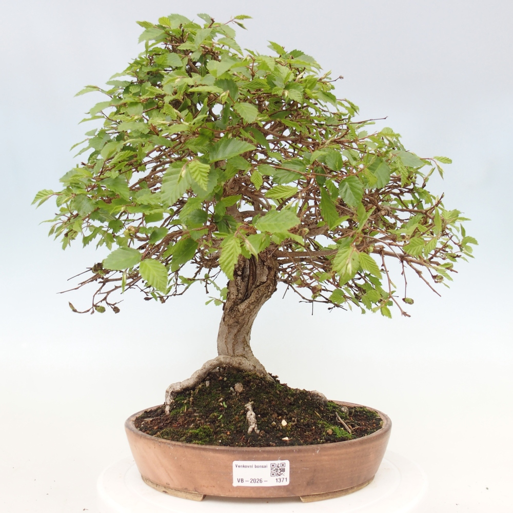 Kültéri bonsai -Carpinus CARPINOIDES - Koreai gyertyánfa