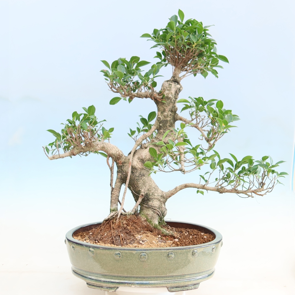 Szobai bonsai - Ficus kimmen - kislevelű fikusz