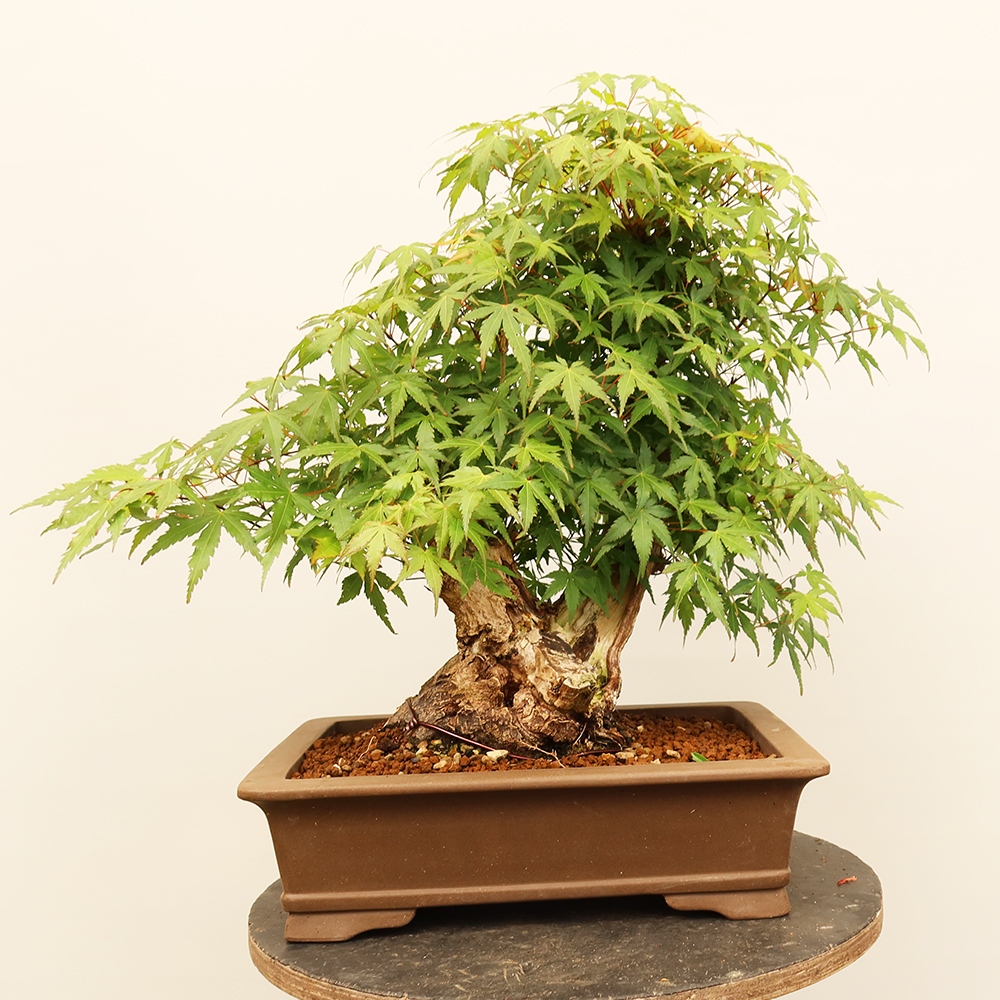 Kültéri bonsai - Maple palmatum - Pálmák