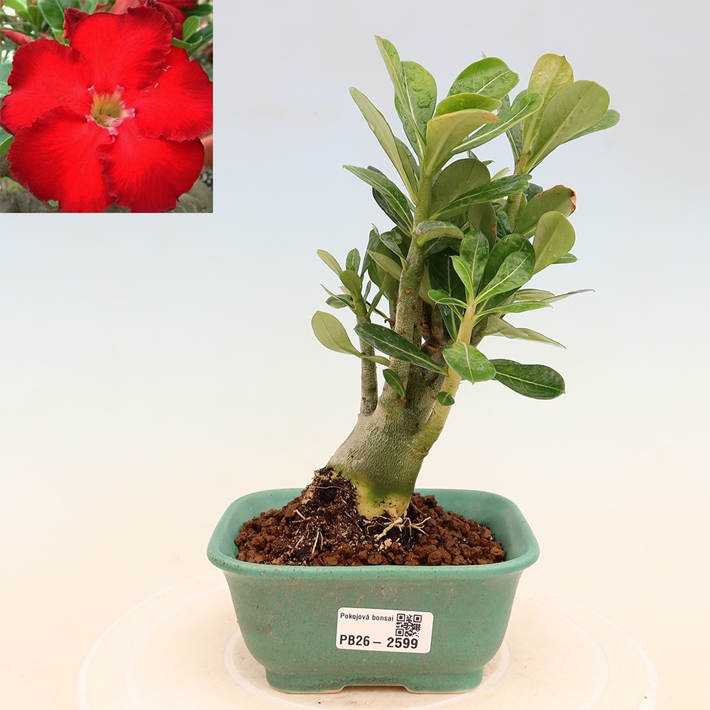 Szobabonsai – Adenium obesum Red Star – Sivatagi rózsa