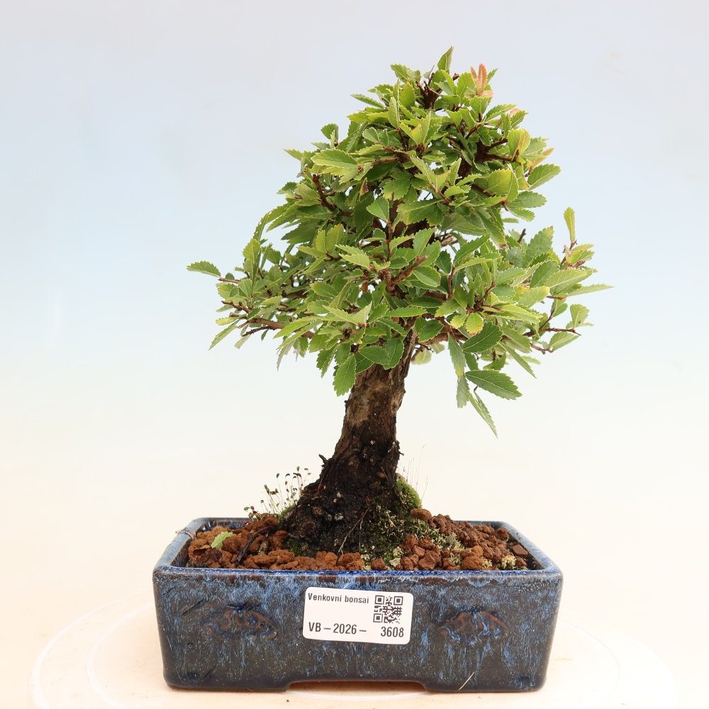 Kültéri bonsai - Zelkova - Zelkova NIRE