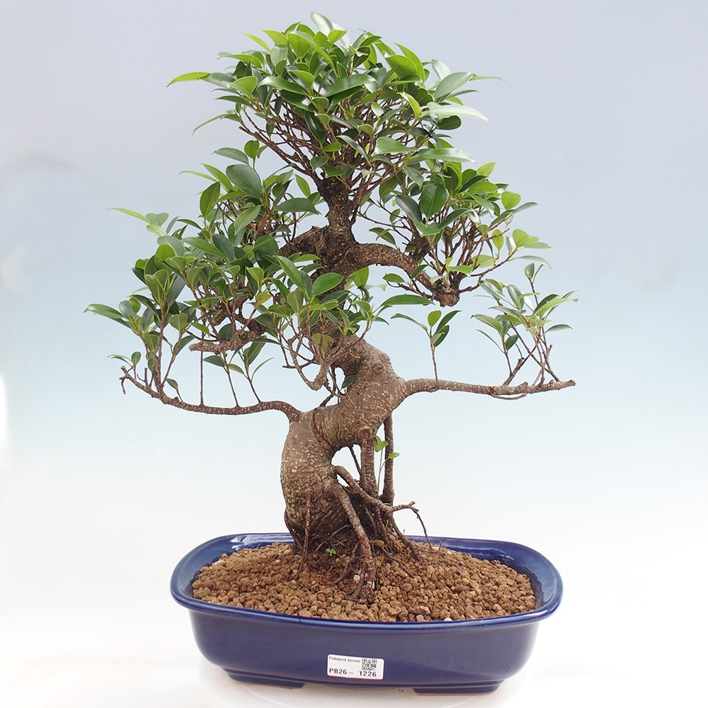 Szobai bonsai - Ficus kimmen - kislevelű fikusz