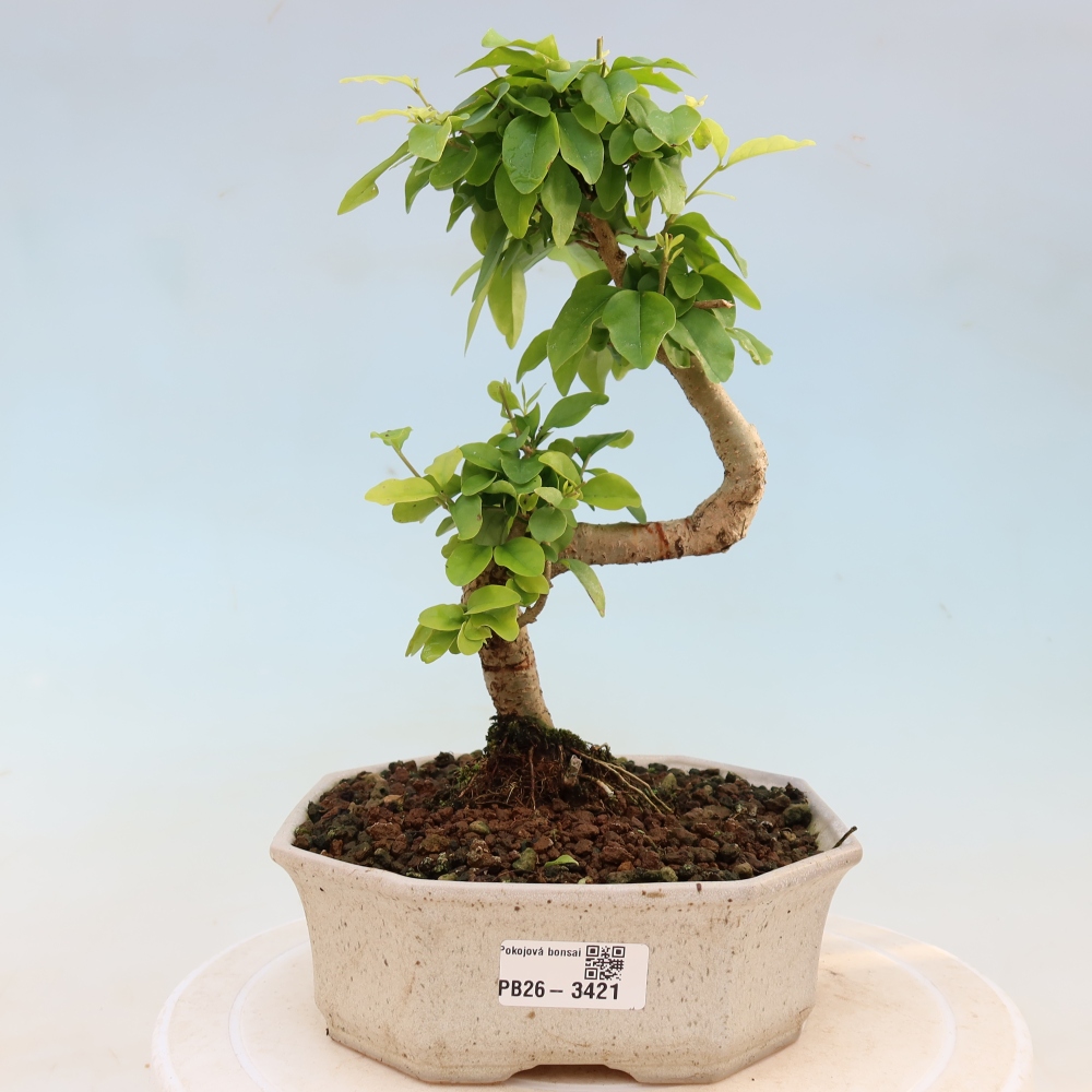 Szobai bonsai -Ligustrum chinensis - Madárcsőr