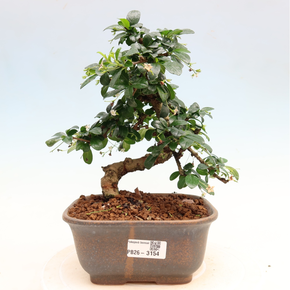 Szobai bonsai - Carmona macrophylla - Tea fuki