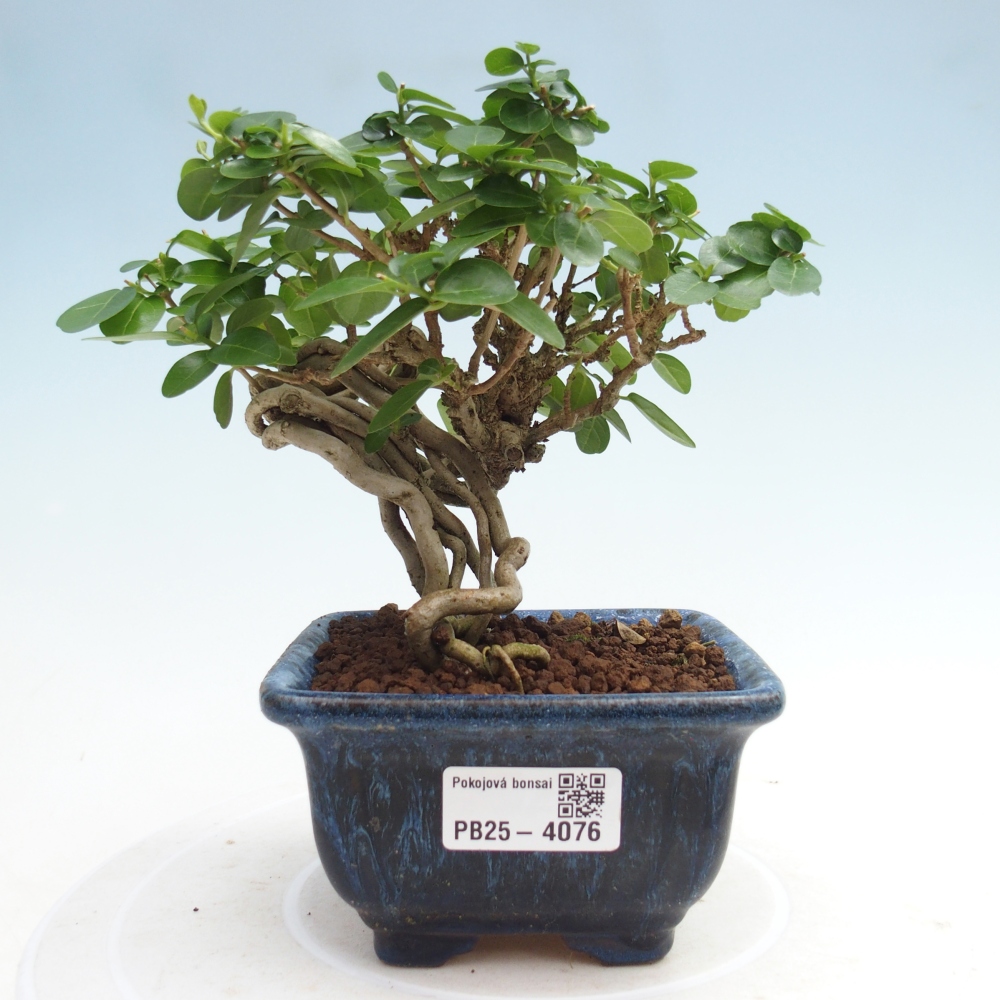 Beltéri bonsai - Premna serratifolia - Kozlovna malolista