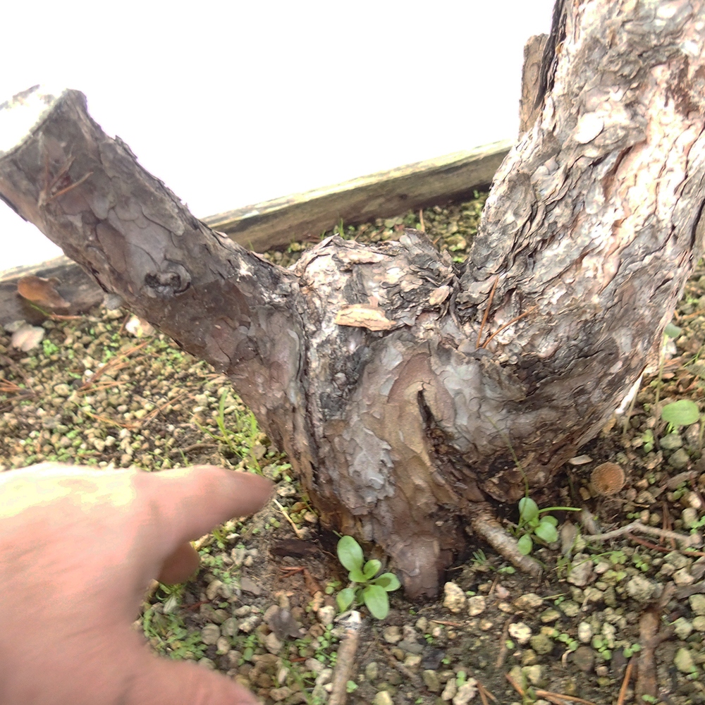 Yamadori - Pinus sylvestris Spanyolország