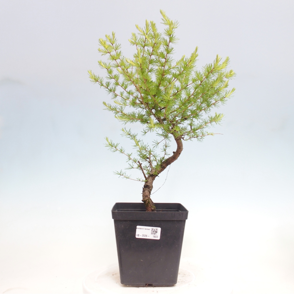 Kültéri bonsai - Larix decidua - vörösfenyő