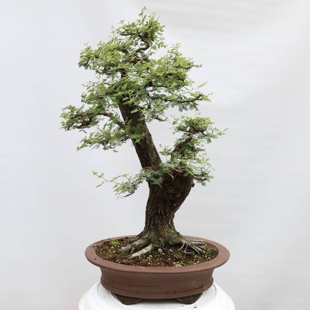 Szobai bonsai - Acacias Arabica